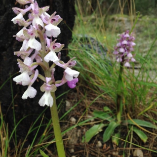 Anacamptis morio ssp syriaca